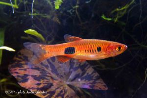 Clown Rasbora/Rasbora Kelachroma/Ornamental fish/Freshwater/Readystock