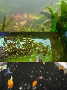 💦 Máy Lọc Sủi Oxy Đa Năng YEE | 6 Trong 1 Siêu Tiện Ích Cho Hồ Cá Hồ Thủy Sinh 🌿🐠