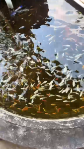 Hủ 50 gram Cám Siêu Đạm - Thức ăn giàu Protein cho cá bảy màu cá betta cá vàng guppy...