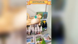 Royal Care 10ML Obat Sariawan dan Bau Mulut Aman Untuk Kucing Hamil