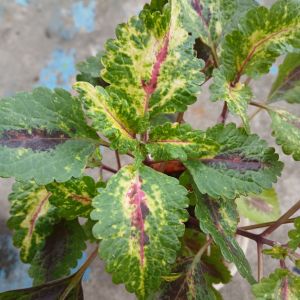 Coleus Variety No. 002 Live Plant in 3.5 x 3.5 x 8 Inch Black Polybag. Green leaves with yellow and red variegation. Suitable for indoor decoration.