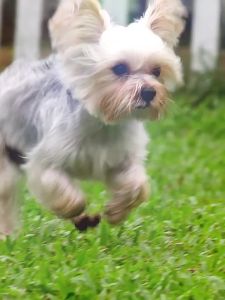 PETWISH | Moisturizing & Fluffy Pet Hair Conditioner