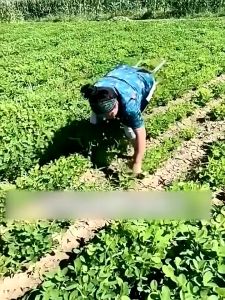 เครื่องมือกำจัดวัชพืช จอบ คาด พลั่ว ช่วยถอนรากหญ้า พวนดินให้ร่วนซุย - เหล็กแมงกานีส สินค้าพร้อมส่ง ส่งจากไทย