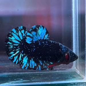 [ผู้VIP ละออง ]02066 ปลากัด แบล็คสตาร์ ⭐️ปลากัดละอองดาว ตัวตามรูป ปลากัดสวยงาม รับประกันจัดส่ง