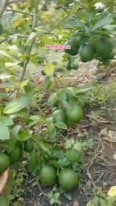 Bibit Jeruk Lemon California Sudah Berbuah Besar