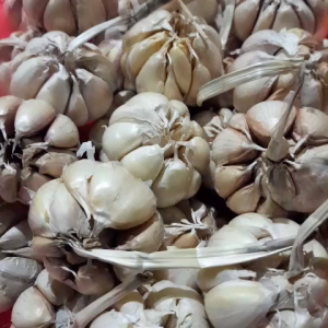 Bawang Putih 1Kg Sico/Sinco Super Fresh Dikirim Bersih Siap Masak Bumbu Dapur Segar & Berkualitas