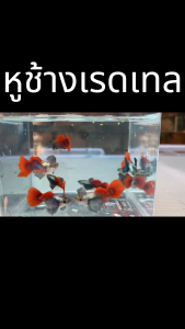 อาหารปลา (พ่อพันธ์) โค่ยแพตตินั่มเกรด A สายพันธ์เวียดนาม