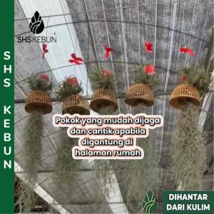 Pokok Udara Hiasan Burung Gantung Rotan Hanging Decoration Rattan Bird Air Plants Tillandsia Live Plant SHS Kebun