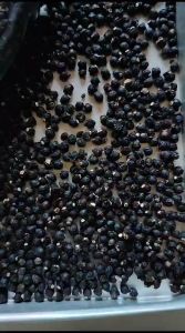 PAKET HEMAT BUAH ANGKUNG SEGAR & KERING 400 BIJI (SEGAR 200 + KERING 200 BIJI) BONUS 20 BIJI OBAT HERBAL STROKE