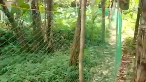 【Free Rope】Chicken Net Fishing Net Breeding Net Range Net For Chicken Lambat Outdoor Defense Bird Net Breeding Poultry Net Garden Farming Network Fishing Gear 20/50/100M COD