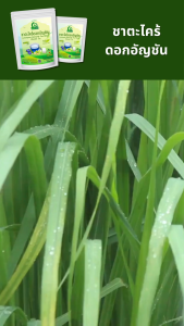 ชาตะไคร้ผสมดอกอัญชัน ตราไร่กฤติยา (Lemongrass Butterfly Pea Flower Blended Tea)