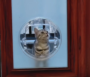 Namsan© Cat Door for Glass Door Only Lockable Flap with Liner 宠物门 玻璃门专用