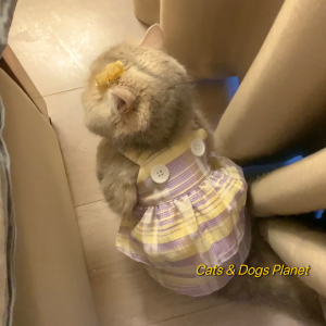 Mint Same Style Dress Cat Dog Spring and Summer Double Layer Tartan Skirt Gold Gradually Layer Muppet Teddy Thin Clothes