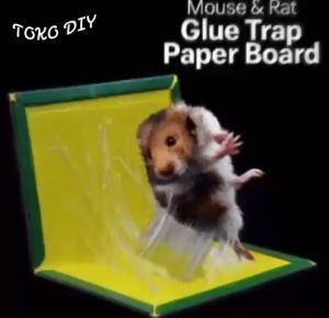 Super Glue Mouse Trap