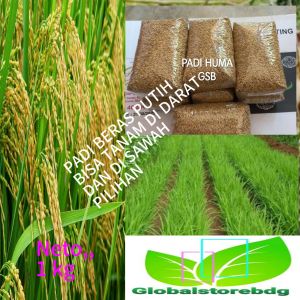 Bibit padi beras putih bisa tanam sawah darat 1 kg