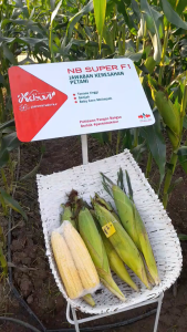 Benih Jagung Manis NB SUPER F1 Isi 1750 Biji