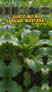 Repacked Mustasa Seeds | Fresh Mustard Greens Vegetable Seeds for Home Garden Pots Containers Urban Gardening & Farming | Easy to Grow Mustasa for Filipino Gardeners Backyard Gardens & Beginner Growers