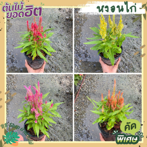 ต้นหงอนไก่ สร้อยไก่ ดอกสร้อยไก่หลากสี ส่งพร้อมกระถาง 5 นิ้วพร้อมปลูก ดอกไม้ ต้นไม้มงคล ต้นไม้ฟอกอากาศ ต้นไม้ปลูกในบ้าน