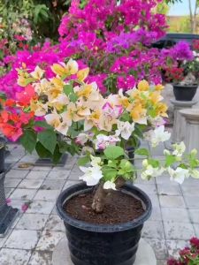 Bibit Bunga Bugenvil Cantik Warna Warni (4 Warna) Rimbun Terlaris