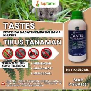 Obat Tikus Cair Dosis Tinggi & Solusi Hama Tikus Sawah