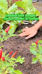 INFARM - Benih Bibit Timun Baby Super F1 Benih Buah Buahan Bibit Benih Buah Timun Super Buah Timun Benih Tanaman Bibit Tanaman Mentimun