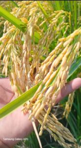 benih padi umur pendek 75 hari berkwalitas unggul kemasan 5kg