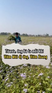 Xịt Xoang Mũi Lê Minh AnhChiết Xuất Hoa Ngũ Sắc Theo Phương Pháp Thủ Công Giúp Cải Thiện Xoang MũiViêm Mũi DỊ Ứng 10ml