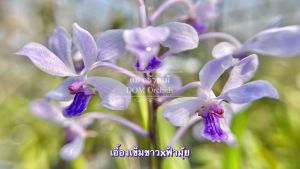 เอื้องเข็มขาวฟ้ามู้ยมกล้วยไม้หายากไม้ป่า - ฟรีสั่ง 1ตะกร้า/ดูมู้ย