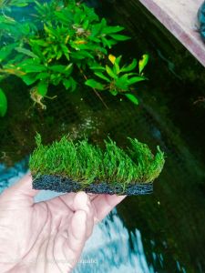 Moss plaem media lempeng pakis tanaman aquascape