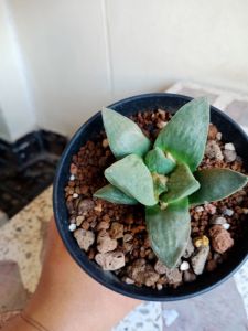 อริโอรีตูซึส