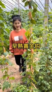 Benih Kacang Pinto Mas Kuning Hybrid (12 seeds)/黄金勾豆角种子/Golden Hook Bean Seed