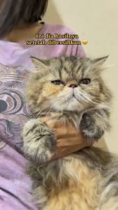 Obat Mata Eye Kucing Royal Care Cat Ampuh Mengobati Iritasi Mata