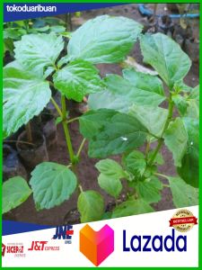 Bibit Tanaman Pohon Nilam / Dilem Super Ungul - Bahan Minyak Wangi ( Beli 5 GRATIS 1 )