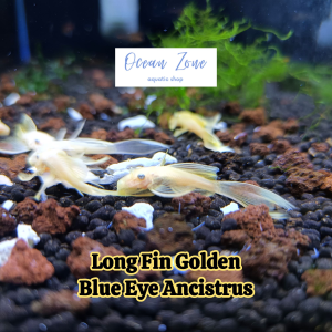 【Ocean Zone】Pleco L-144 - Long Fin Golden Blue Eye Ancistrus (Live Fish with DOA)