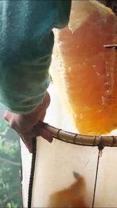 Madu Tanpa Campuran: Manfaat Madu Murni Asli Original Randu 1 Kg