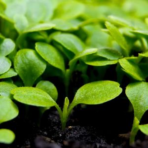 CRISPY ROMAINE LETTUCE SEEDS FAST GROWER