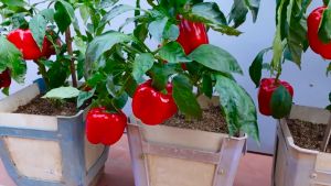 VALUE PACK (20 SEEDS) - BONSAI BELL PEPPER/FOR POTS AND CONTAINER/FAST GROWING/HIGH YIELDING