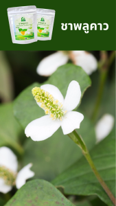 ชาพลูคาว ตราไร่กฤติยา (Houttuynia Cordata Tea ผักคาวตอง)