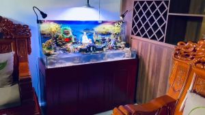 Combo bộ nhà tiểu cảnh mini độc đáo Kelsey 2 trang trí non bộ hồ cá sân vườn hồ cá bonsai