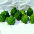 Jeruk Purut Jantan 1 Kg. 