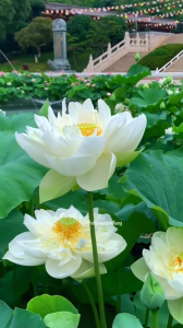 Phân Viên Nén Cho Hoa Sen Súng Hồ Thủy Sinh Hũ 40 Viên | HĐ-V.25 (10-20-5+TE) - Phân Cho Hoa Sen Súng