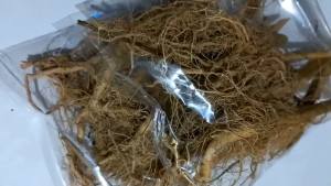 Murah Akar Ciplukan Kering / Akar Cecenet Kering / Akar Pohon Ciplukan Kering Herbal Alami