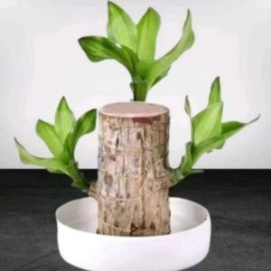 Bahan Bonsai Brazilian Wood panjang 10cm diamter 6cm