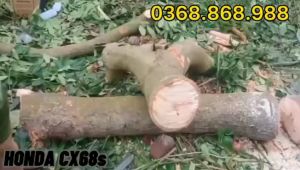 Máy cưa xích chạy xăngMáy cưa gỗ cx68 Hon Da