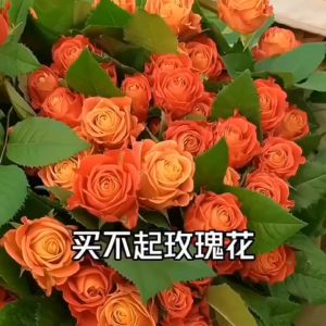 Rose seeds | Flower Seed 玫瑰花种子 hydroponic and soil cultured for four seasons flowering and fast-growing seeds  ﻿