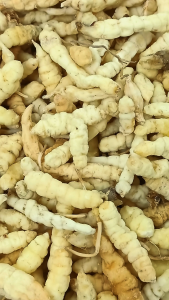 广西虫草 100g Guangxi Cordyceps 地蚕 草食蚕 土冬虫草 Chinese Artichoke Chong Cao Cong Cao