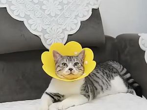 【Ready】Corong Pelindung Leher Bahan Eva - Collar Pelindung Leher Kucing Anjing Kelinci Collar Spon Corong Penutup Anjing Neck Collar Elizabeth Collar Kalung Kucing