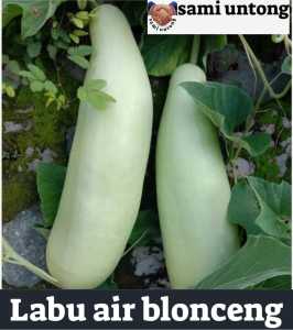 BENIH LABU BLONCENG PUTIH SUPER UNGGUL sayuran labu air