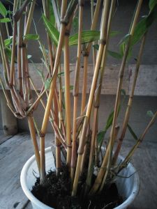 Bibit bongolbambu kuning hias udah serumpun