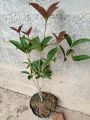 Cây Mộc Hương Ta Hoa Vàng Mini cao 40-70cm. 